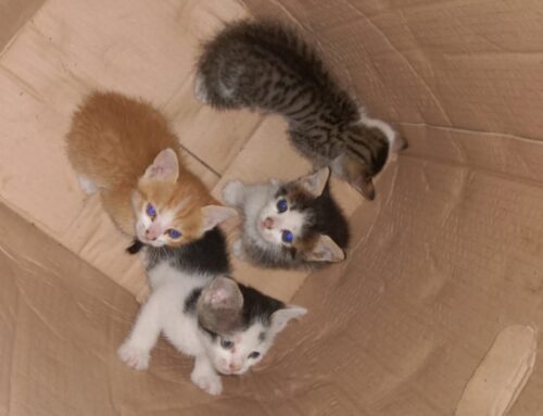 Stallo trovato per questi gattini