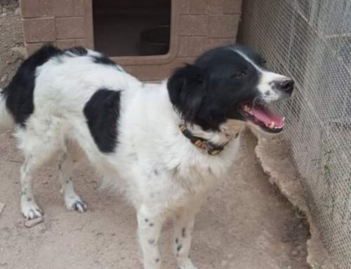 Penelope ha 5 anni, abbandonata sotto la pioggia