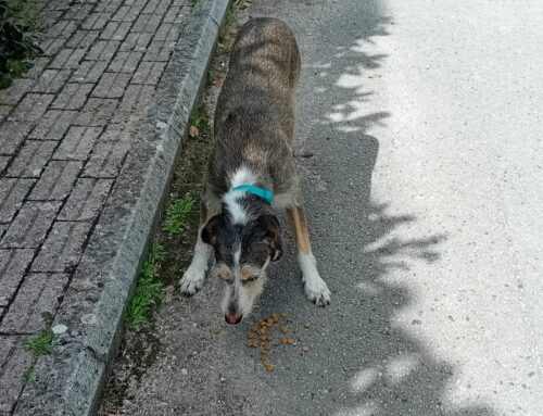 Cane avvistato a Campoloniano (Rieti). Forse si è perso