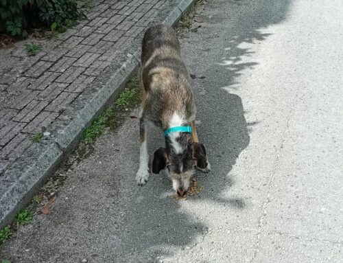 Allarme rientrato. Il cane in foto è tornato a casa