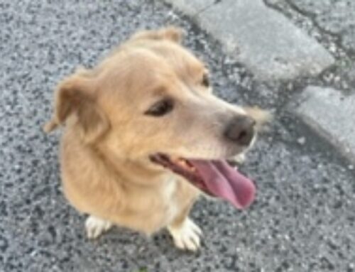 Cane forse disperso, segnalato sulla Ciclabile di Rieti