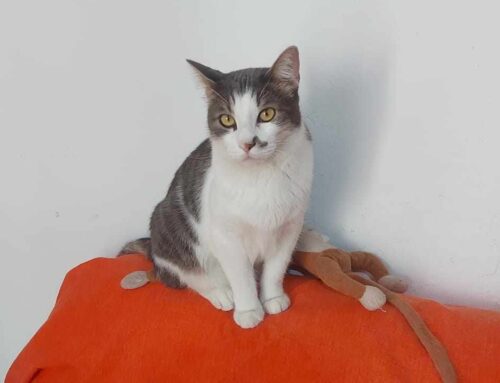 Micio in cerca di adozione da Savona (Liguria)