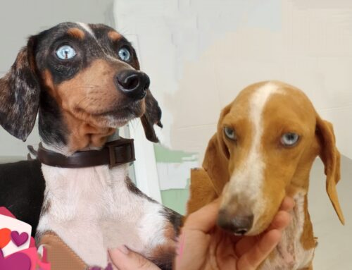 Aiutiamo Irene, volontaria e addestratrice. Ha i cani malati di Leishmania