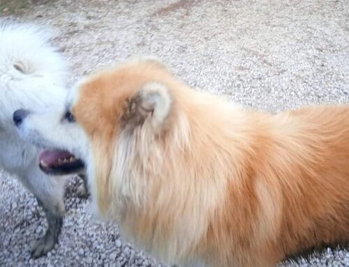 Due cani in una proprietà privata a Cantalupo.  Di chi sono?