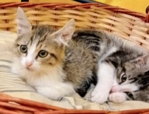 Gatti fifoni e coccoloni in cerca di adozione