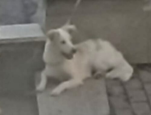 Scomparso nel nulla da Porta Conca a Rieti. Forse rubato