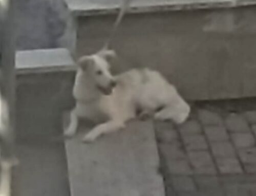 Tornato a casa il cane smarrito a Porta Conca (Rieti)
