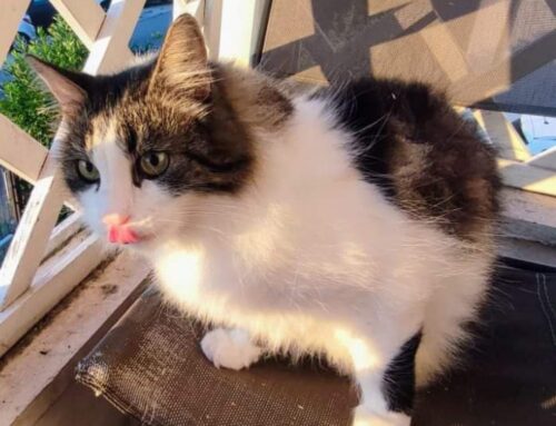 Gatto trovato a Piazza Tevere. Cerchiamo la famiglia