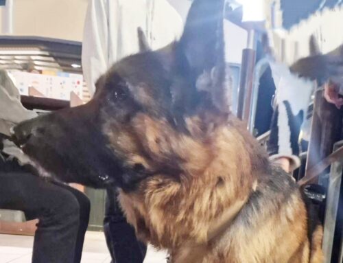 Tornato a casa il Pastore Tedesco trovato al McDonald’s di Rieti