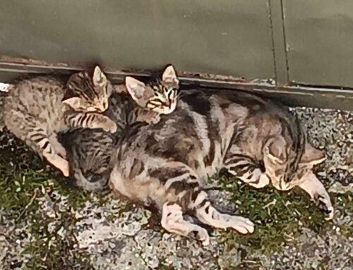 Gattini nati a Borbona. Serve aiuto per la nostra lettrice Carla