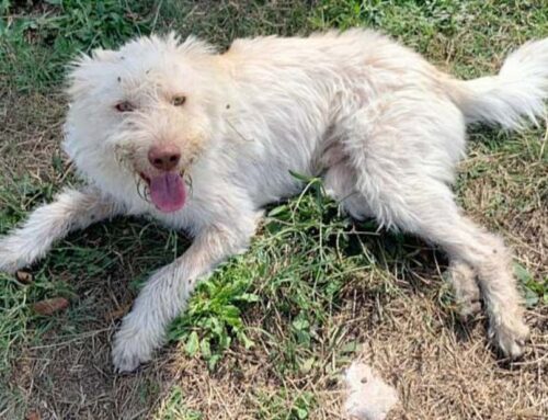 Green, cucciolone sorridente in cerca di famiglia. Si trova a Teramo (Abruzzo)