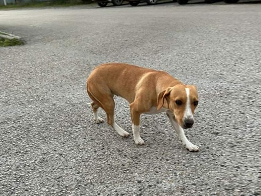 cane_Cagnolino_eurospin_poggio_mirteto