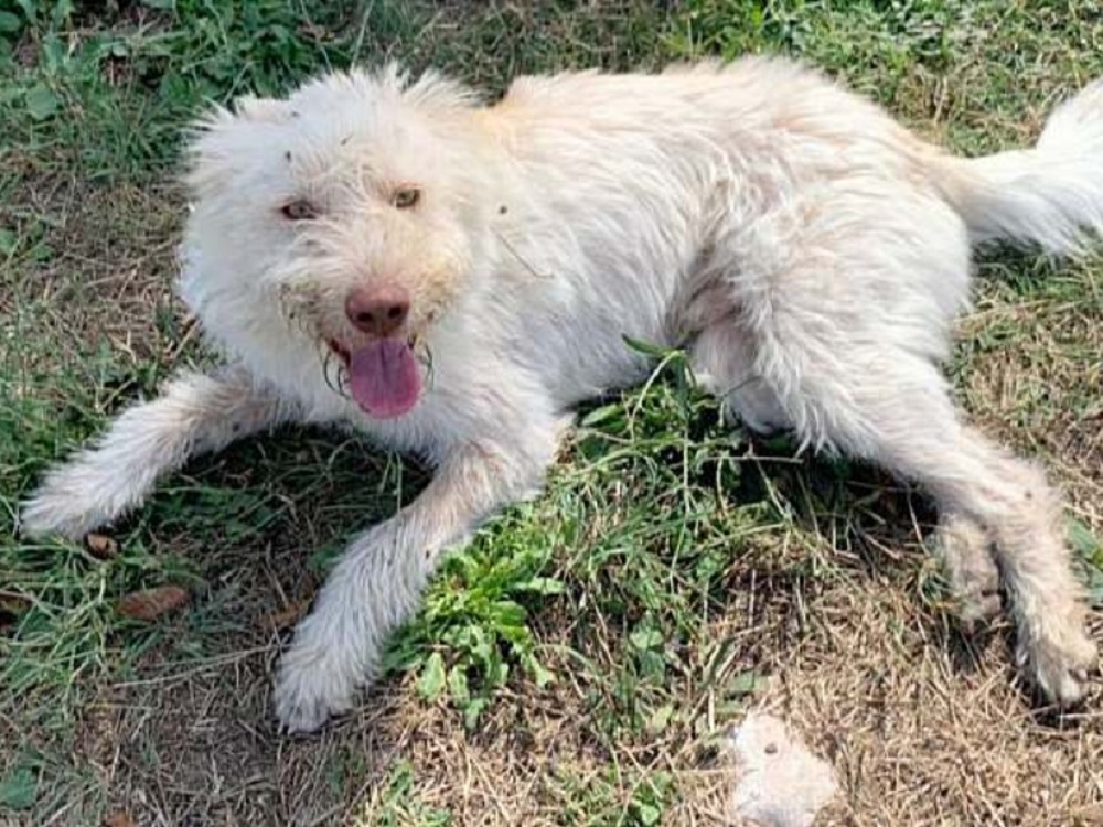 cane_abruzzo