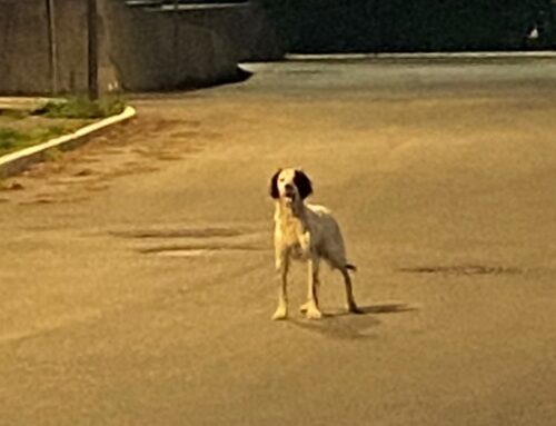 Tornata a casa la cagnolina accalappiata a Villa Reatina