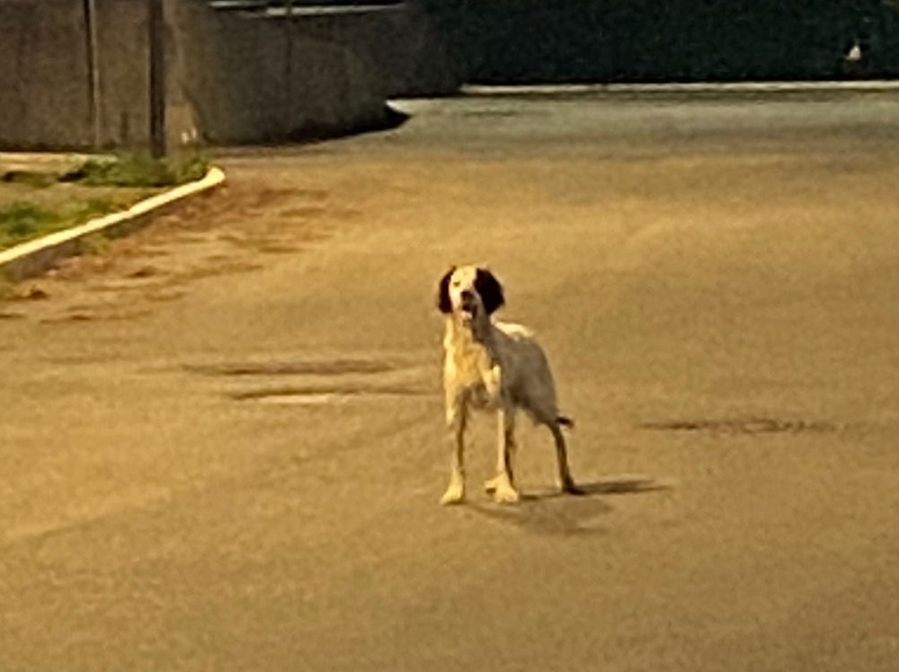cane_accalappiato_a_villa_Reatina_di_marta_torcolacci