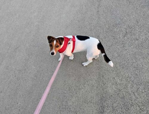 La Jack Russel Mia è tornata a casa
