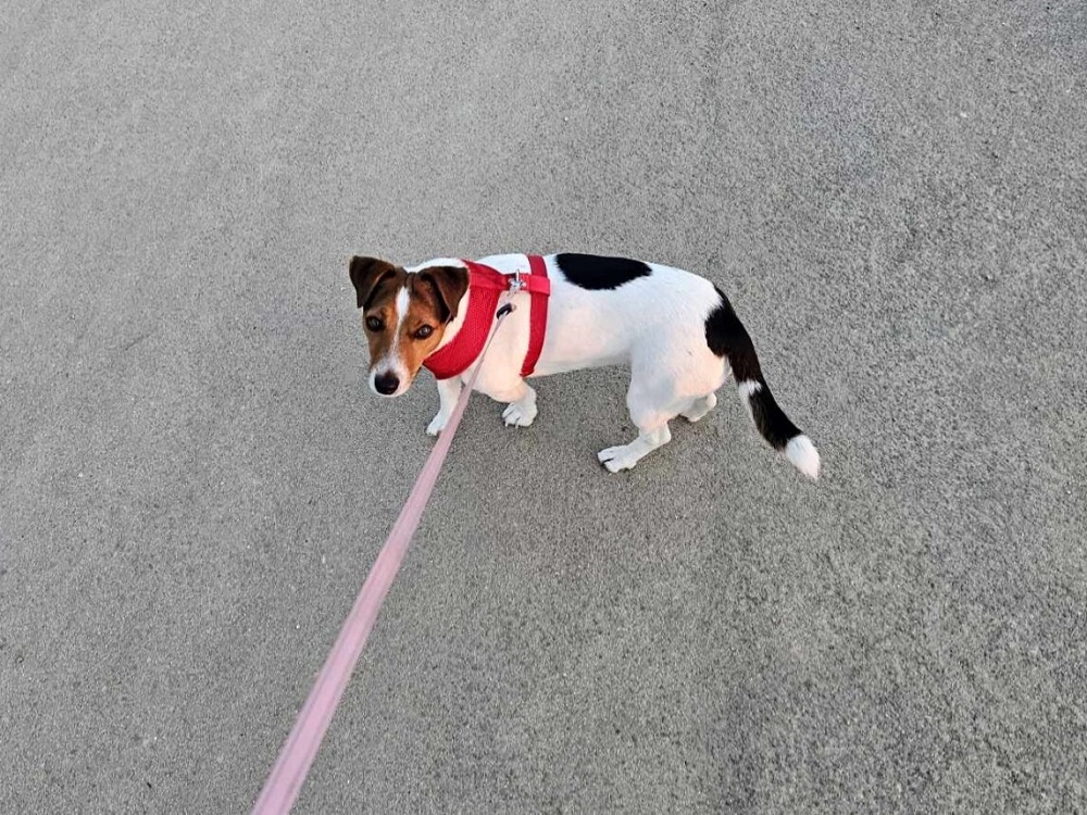 cane_tornato_a_casa_mia