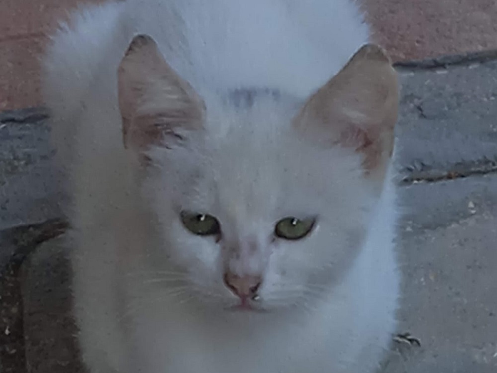 gatta_gatto_gattina_alessandra_pezzotti