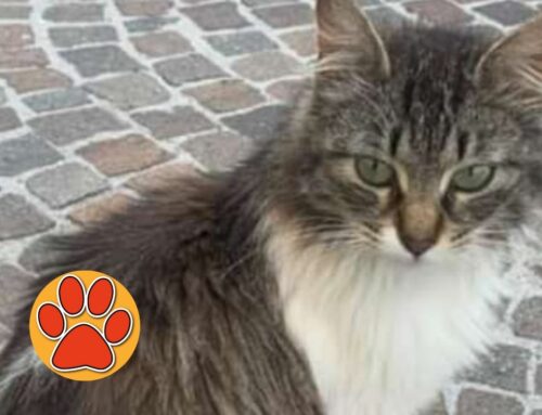 La gatta ferita in foto adottata a Busto Arsizio (Varese)