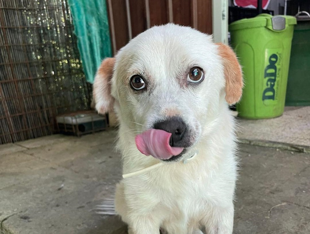 pets_pasqualina