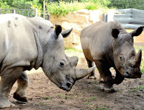 Il 24 settembre al BioParco di Roma la Giornata del Rinoceronte