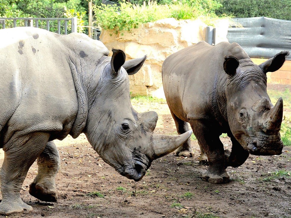 rinoceronte_rinoceronti_bioparco_roma_2