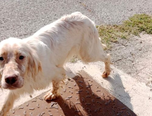 Cane impaurito vagante a Cantalice, di chi è?
