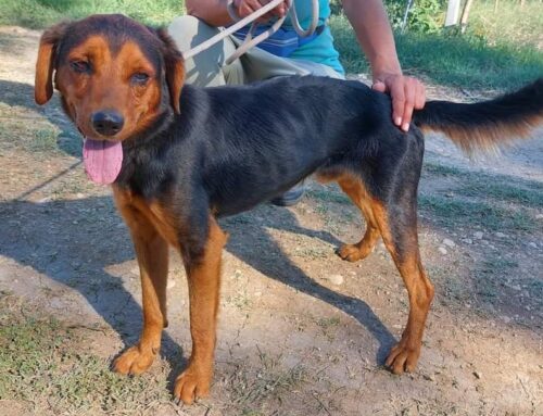 Cane trovato a Fara in Sabina, non ha microchip. Cerchiamo informazioni