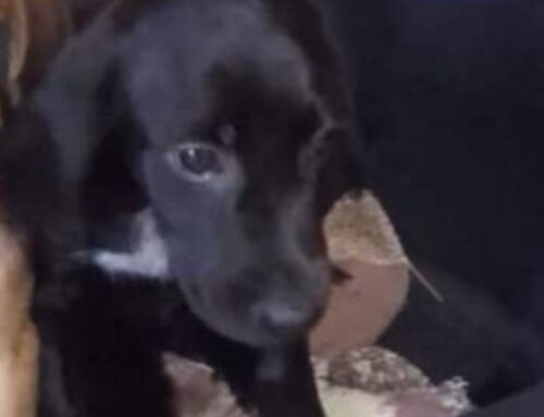 Cucciolo di cane dolcissimo merita una famiglia per sempre