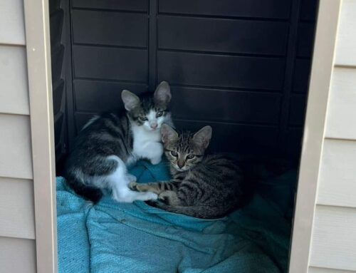 Adozione cercasi per sei cuccioli di gatto nati da mamma randagia