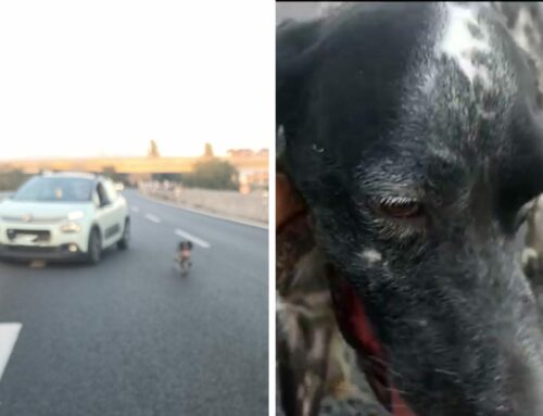 Cane salvato in mezzo strada sulla tangenziale che da Passo Corese porta a Fiano Romano