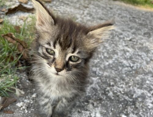 Sei gattini hanno bisogno di voi