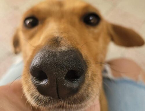 Trilly, 3 anni, dal Gargano spera in una famiglia ideale