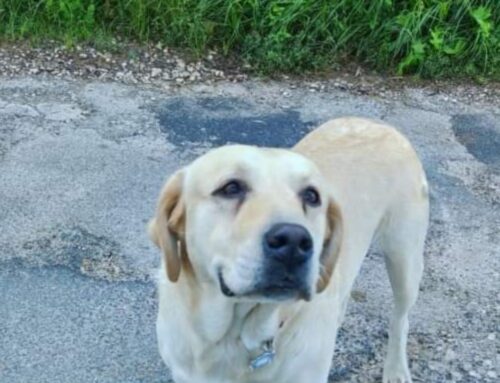 Cagnolona segnalata in via Torrente a Rieti