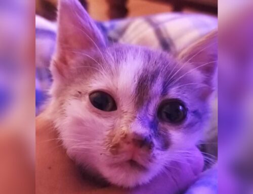 Simba, salvato dalla strada. Ora per lui bisogna trovare casa