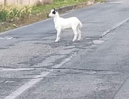 Capra vagante nelle strade di Contigliano. Si cerca la famiglia