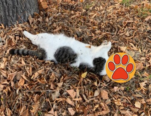 Gatto morto a Madonna del Cuore
