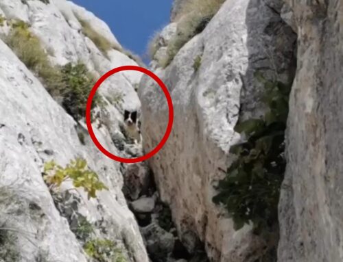Cane vagante sul Monte Velino. Chi lo ha perso?