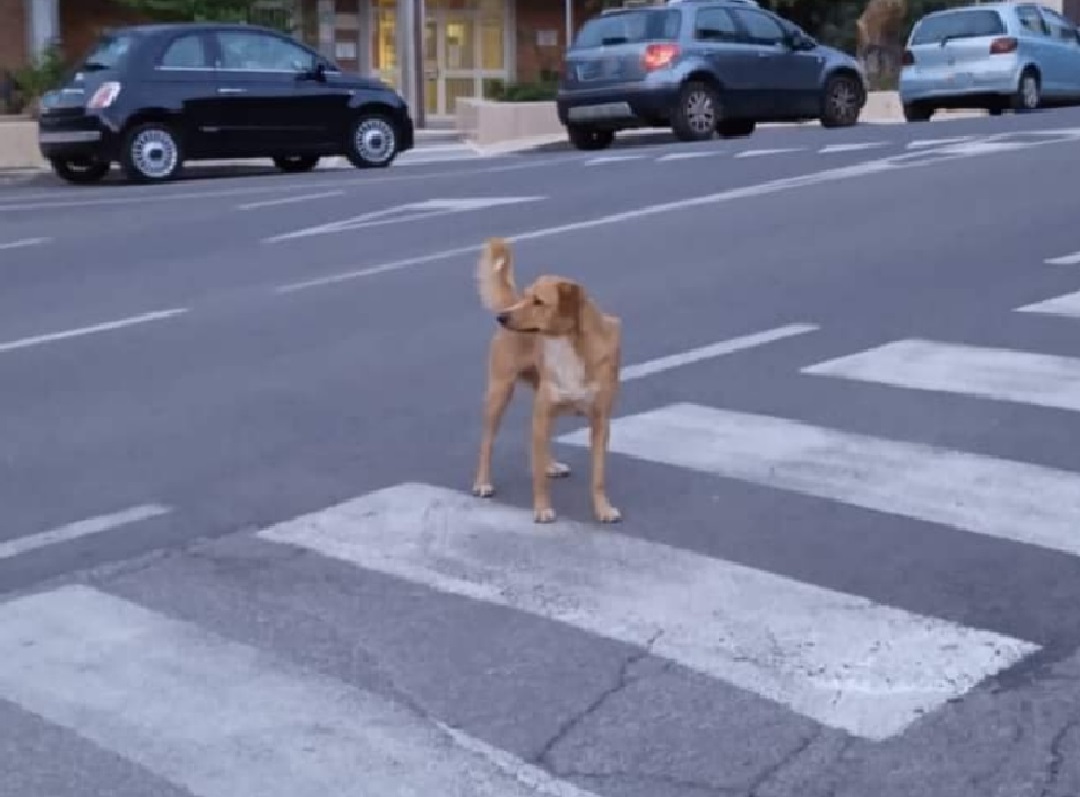 cane_Casperia_tornato_a_casa_marta_volpi
