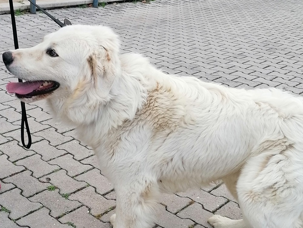 cane_madonna_del_cuore