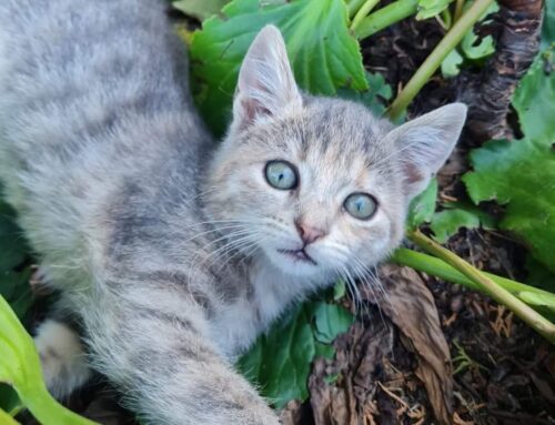Le volontarie de “I Miao di Rieti” cercano volontario per dare cibo ai gatti delle colonie del Foro Boario