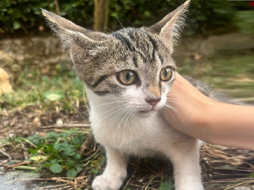 gatto_gattino_p&f