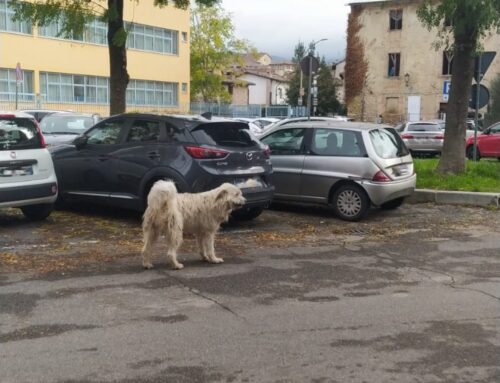 Il cane di piazza Bachelet ha famiglia. Allarme rientrato