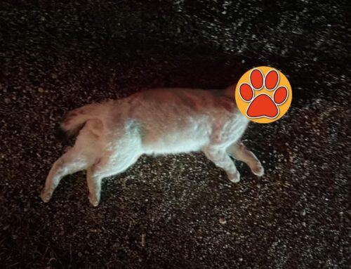 Gatto con collarino investito davanti al Pattinodromo di Rieti (Lazio)