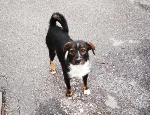 Bellissimo cane vagante a Santa Rufina. Rischia di essere investito dalle auto
