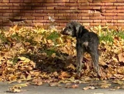 Cagnolino avvistato in viale Maraini