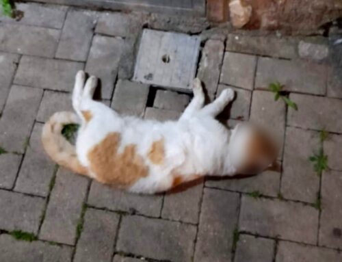 Gatto trovato morto a Ponticelli Sabino