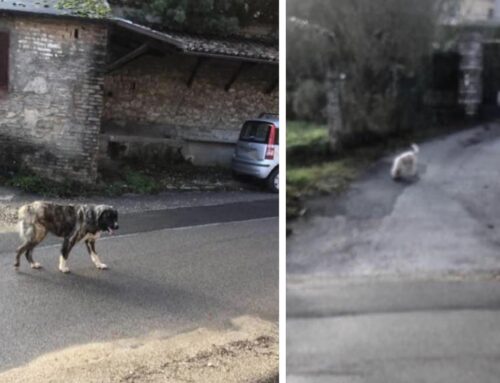 Due cani vagano a San Lorenzo di Contigliano. Chi li ha smarriti?
