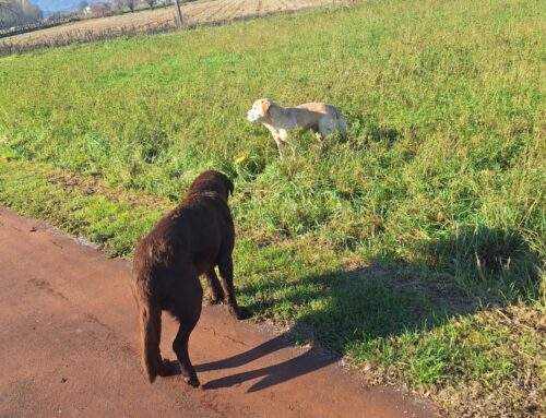 Tornati a casa i due cagnoloni segnalati sulla Ciclabile di Chiesa Nuova