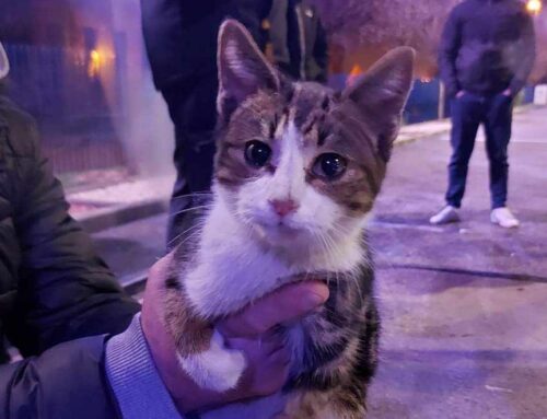 Serve trovare la famiglia di questa gattina scovata in zona Industriale